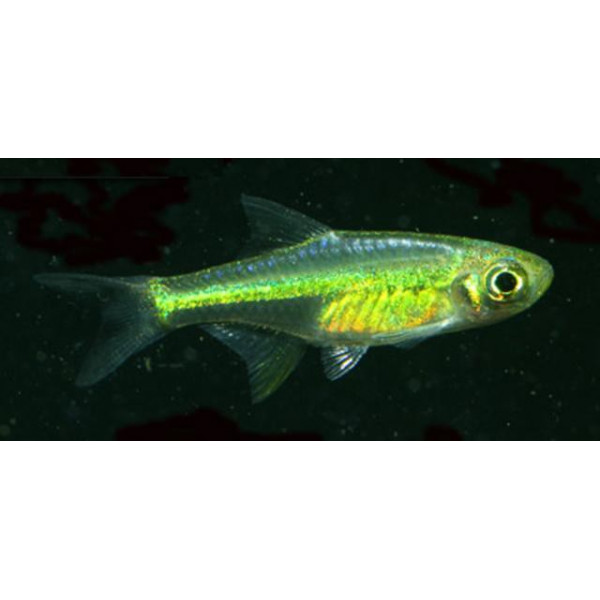 RASBORA KUBOTAI