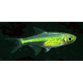 RASBORA KUBOTAI