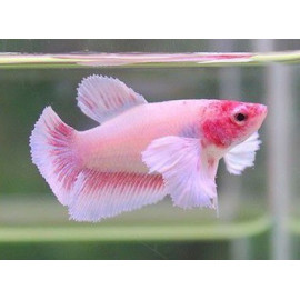 BETTA HEMBRA DUMBO MEDIA LUNA Betta Splendens