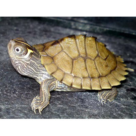 TORTUGA GRAPTEMYS PSEUDOGEOGRAPHICA