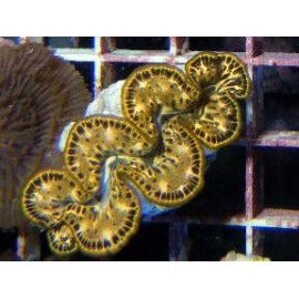 CULTURED CLAM- MAXIMA GOLD CITES:558636/19