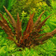 CRYPTOCORYNE RUBELLA (IN VITRO)