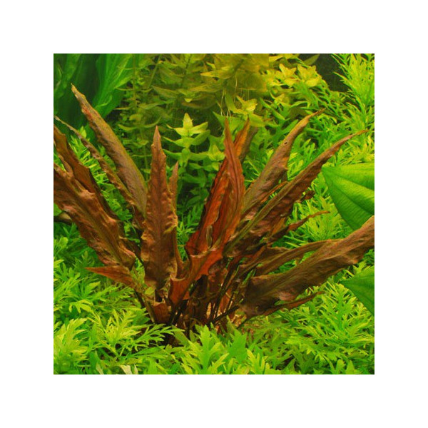 CRYPTOCORYNE RUBELLA (IN VITRO)