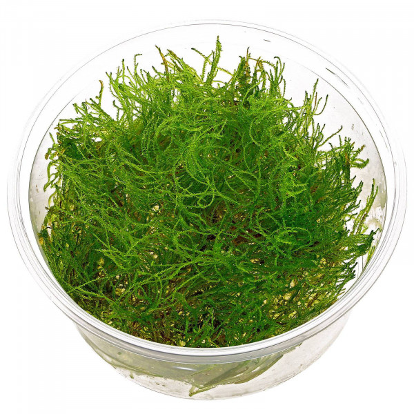 TAXIPHYLLUM ALTERNANS (TAIWAN MOSS) (IN VITRO)