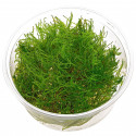 TAXIPHYLLUM ALTERNANS TAIWAN MOSS IN VITRO