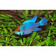 RAMIREZI Azul Electrico MICROGEOPHAGUS RAMIREZI