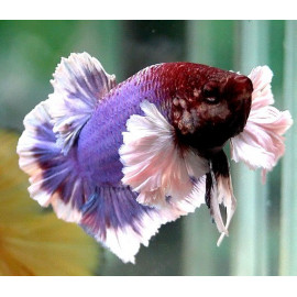 Betta Macho Dumbo RUI Betta splendens