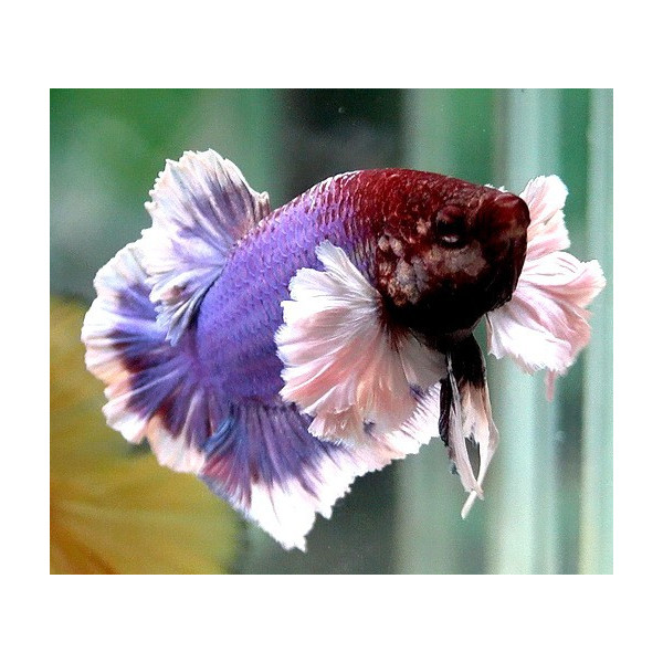 Betta Macho Dumbo RUI Betta splendens