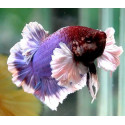 Betta Macho Dumbo RUI Betta splendens