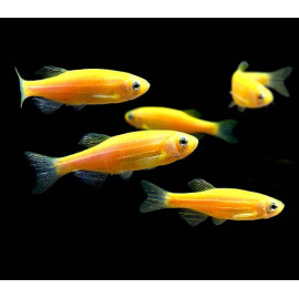 CEBRITA Gold DANIO RERIO