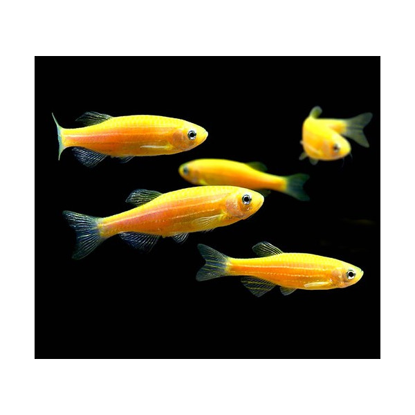 CEBRITA 3-3.5 CM DANIO RERIO