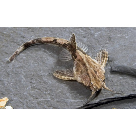 Pez Gato Banjo Bunocephalus coracoideus