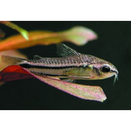 Corydora pigmea Corydoras pygmaeus