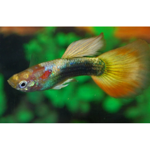 Guppy Macho Tuxedo Yellow Neon Tail