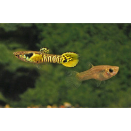 Guppy endler tigre macho/hembra RUI