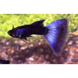 Guppy Macho azul moscu blue moscow