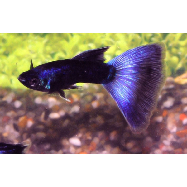 Guppy Macho Peacock Blue