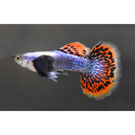 Guppy Macho Dumbo Blue spotted tail