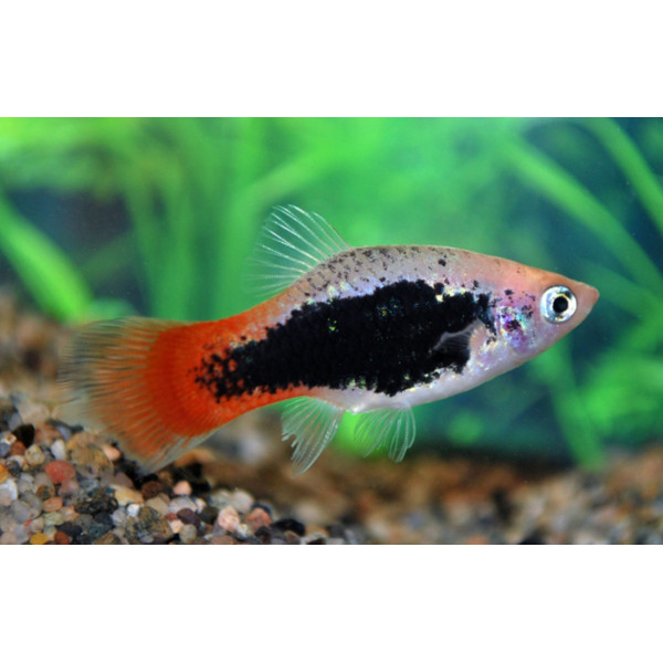 Platy Victory Red Xiphophorus maculatus