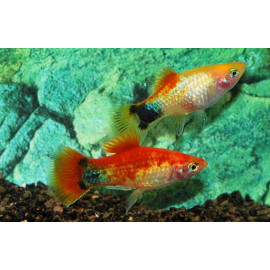 Platy Mickey Mouse Neon Red Xiphophorus maculatus