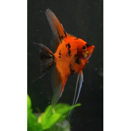 Escalar Koi Red King Pterophyllum scalare