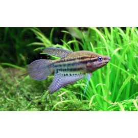 Croaking Gourami Trichopsis vittata