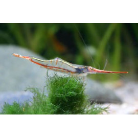 Gamba Red Rhino Caridina gracilirostris