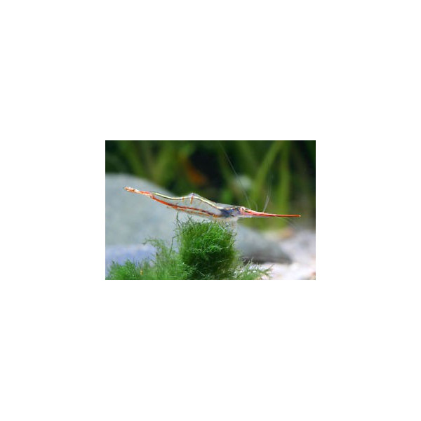 Gamba Red Rhino Caridina gracilirostris