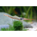 Gamba Red Rhino Caridina gracilirostris