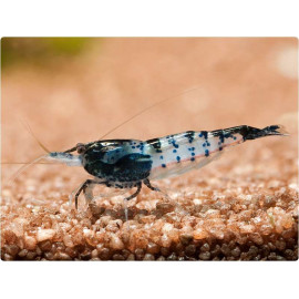 Gamba Rili Black Neocaridina heteropoda