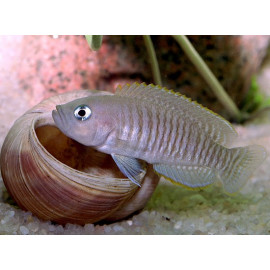 Ciclido conchicola enano Neolamprologus multifasciatus