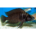 Altolamprologus calvus Black