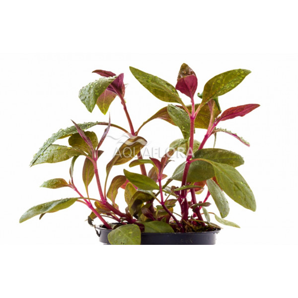 ALTERNANTHERA LILACINA PE