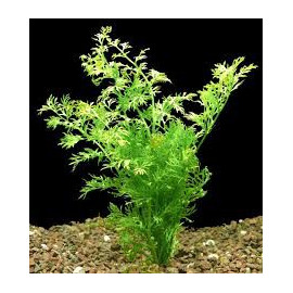 CERATOPTERIS SILIQUOSA Aquaflora