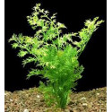 CERATOPTERIS SILIQUOSA Aquaflora