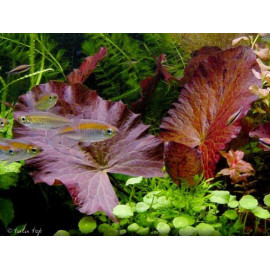 NYMPHAEA ZENKERI (RED)