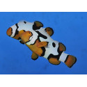 AMPHIPRION PERCULA PREMIUM PICASSO (PAREJA)