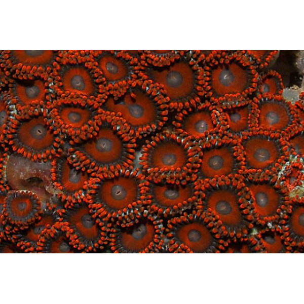 ZOANTHUS SP. (RED/ORANGE)