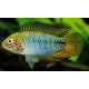 Apistogramma borelli opal RUI