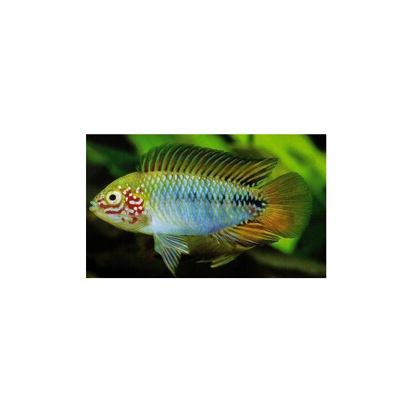 Apistogramma borelli opal RUI