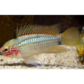 Apistogramma eremnopyge RUI