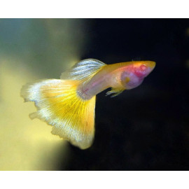 Guppy taxi glass belly