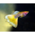 Guppy taxi glass belly