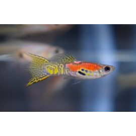 Guppy magenta snakeskin