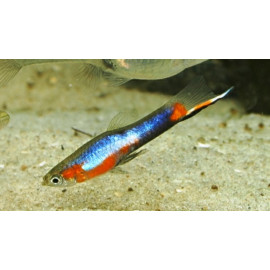 Guppy endler blue neon star