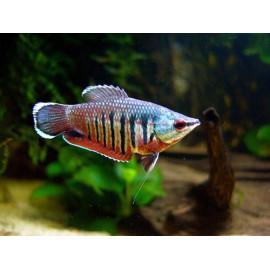 Gourami Samurai Sphaerichthys vaillanti