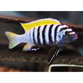 Cynotilapia afra