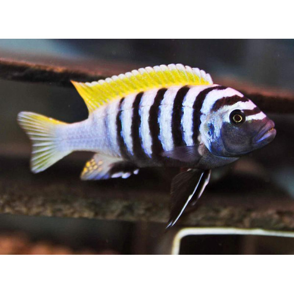 Cynotilapia afra