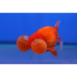 Oranda ojo burbuja Carassius sp.