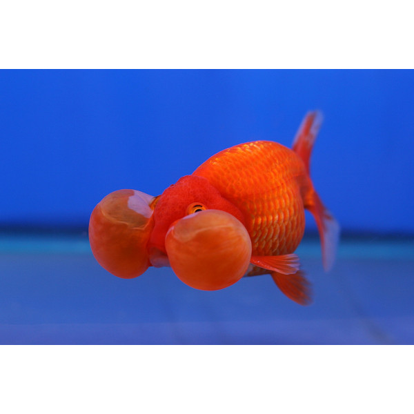 Oranda ojo burbuja Carassius sp.